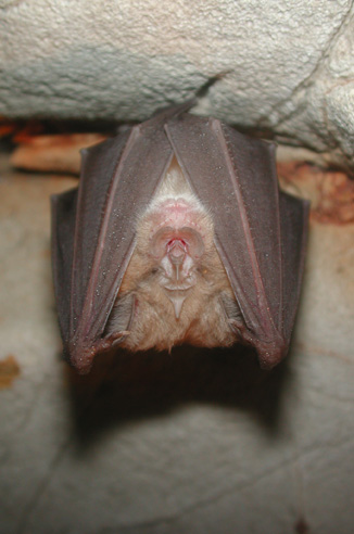 Pipistrello nano Pipistrellus pipistrellus